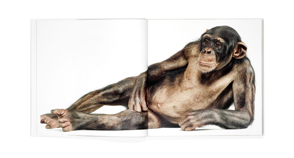 Шимпанзе на белом фоне