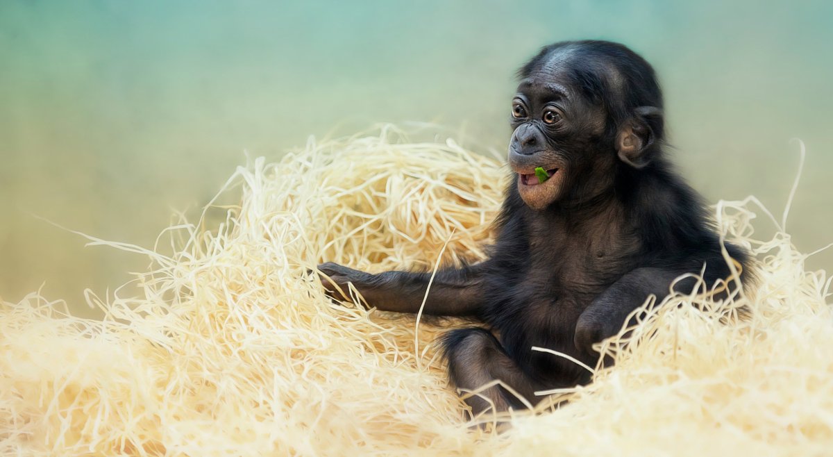 Обои на рабочий стол обезьяна