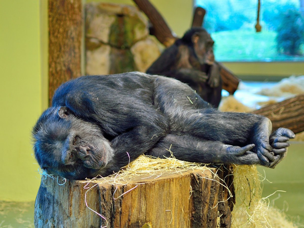 Шимпанзе спит