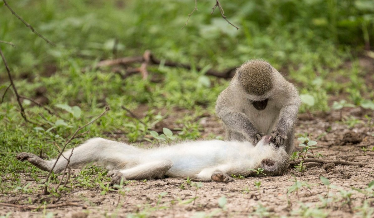 Обезьяна лежит на земле