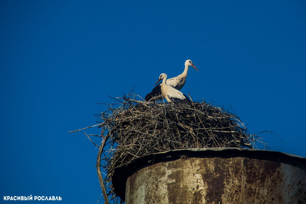 Птицы Смоленской области