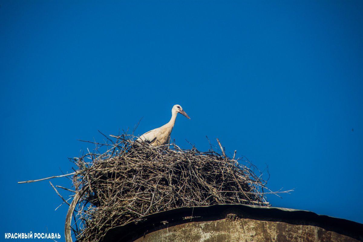 Полевые птицы Смоленской области