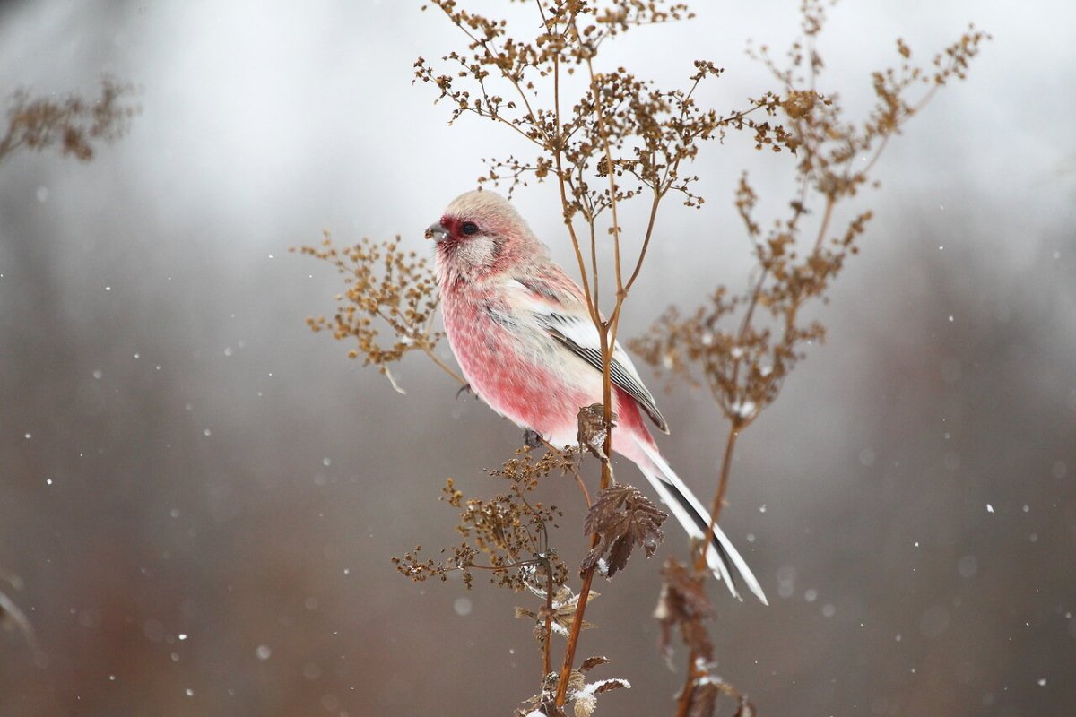 Розовая зима