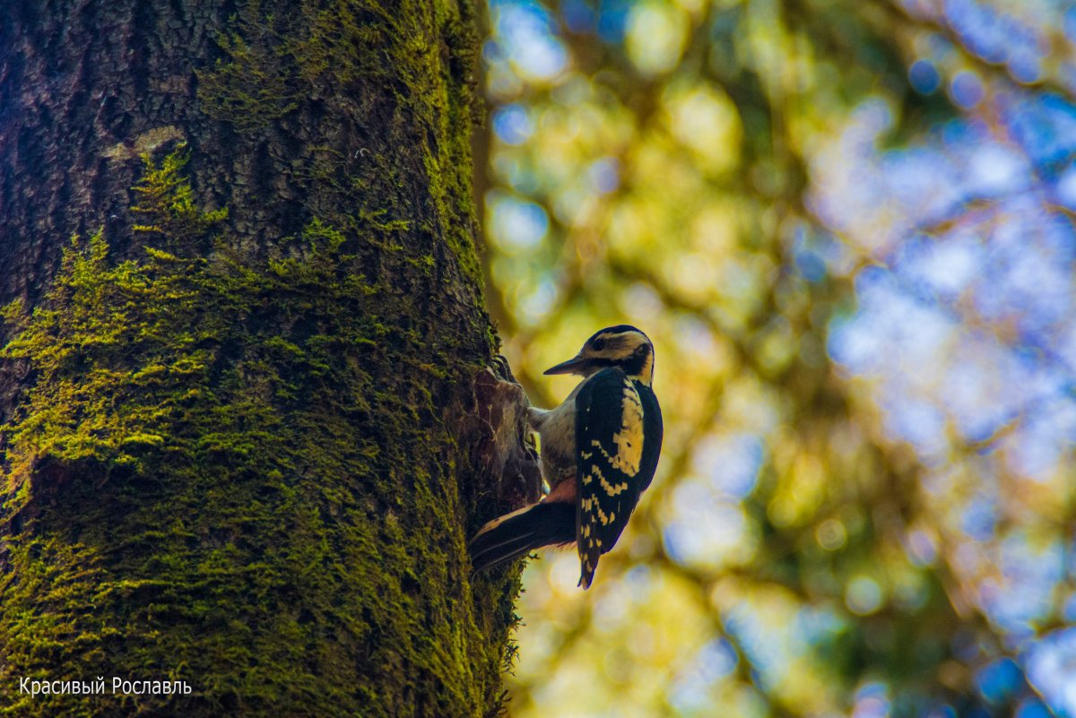 Птицы Смоленщины