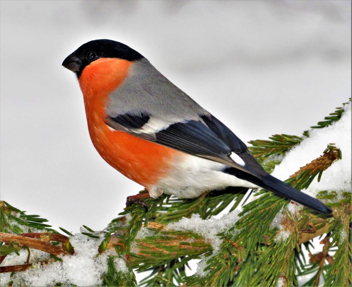 Птицы Смоленщины