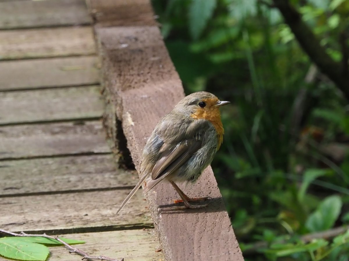 Маленькие птицы Смоленщины