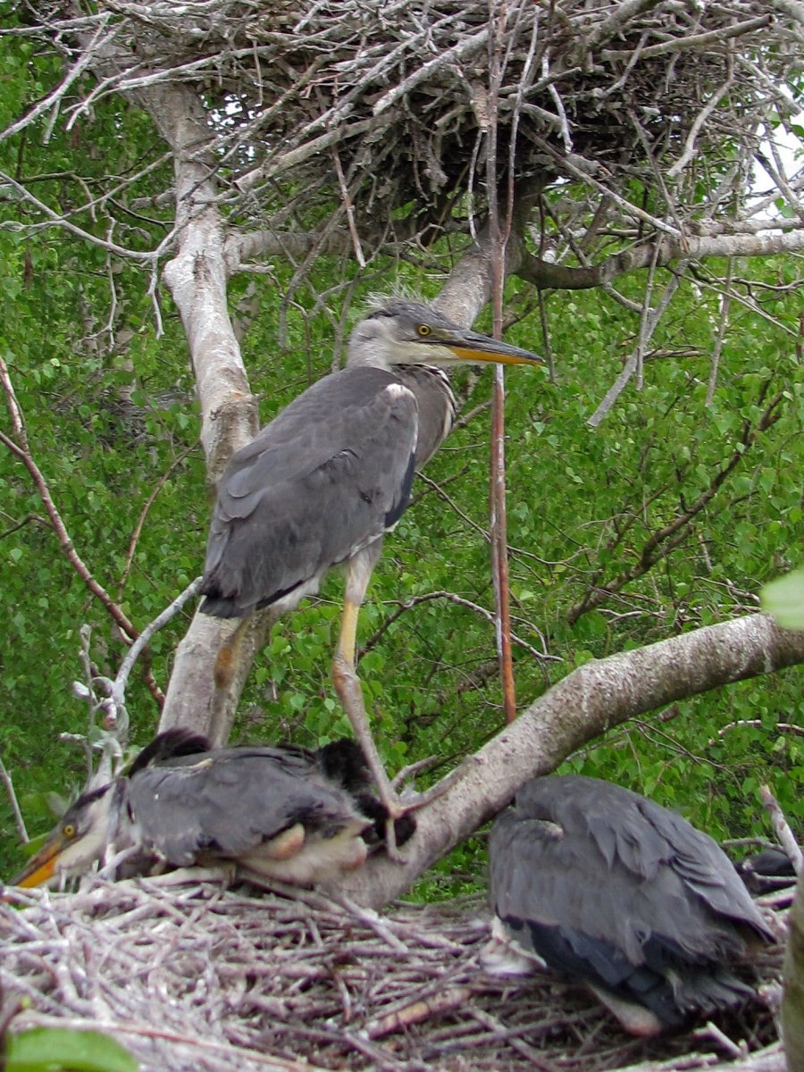 Птицы Смоленска