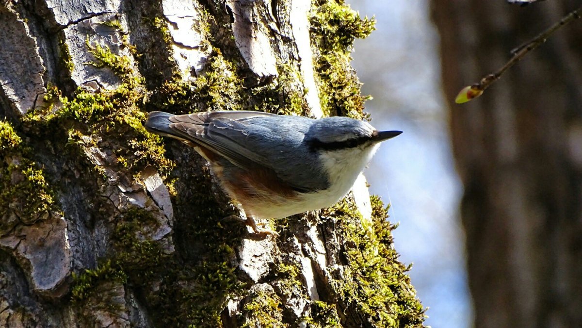Лесные птицы Смоленщины