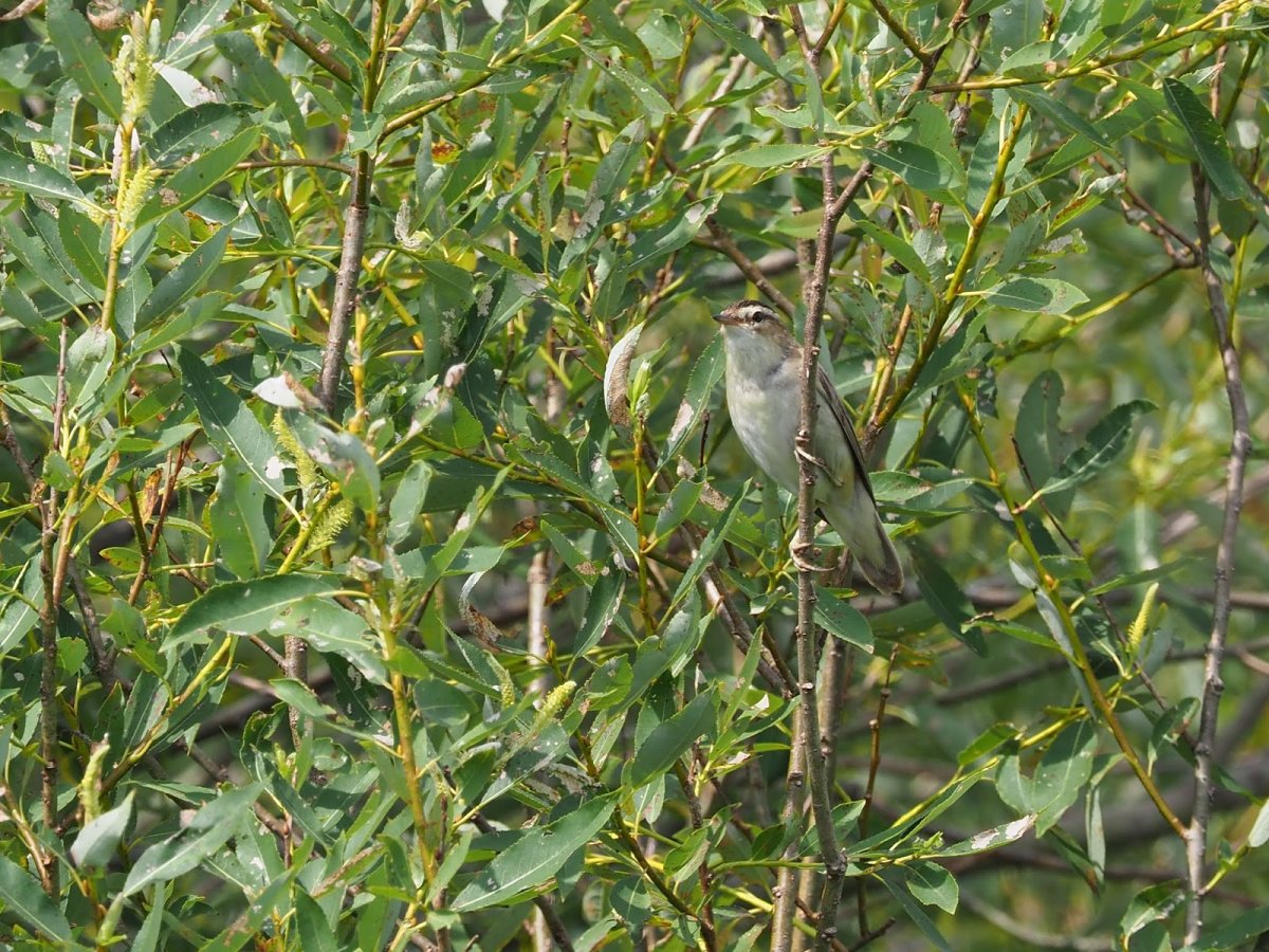 Птицы Смоленской области
