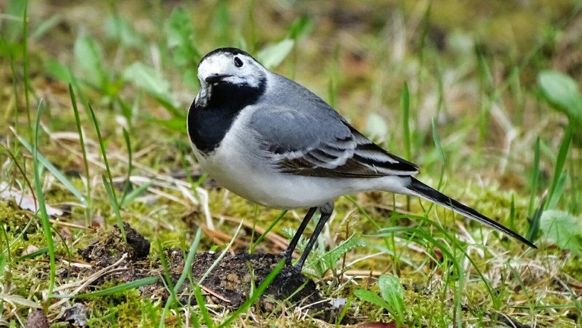 Лесные птицы Смоленской области