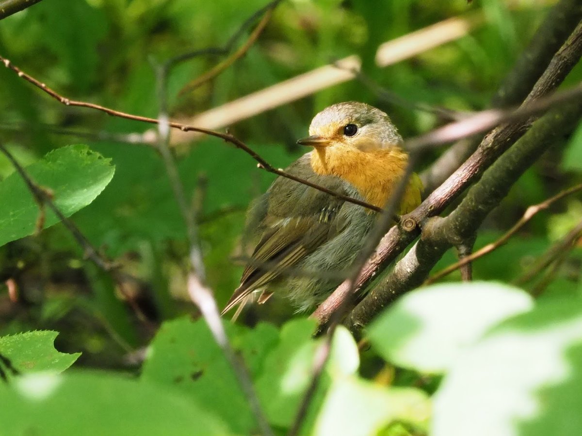 Смоленское Поозерье птицы