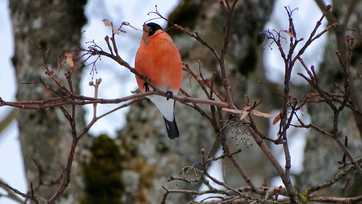 Птицы Смоленска