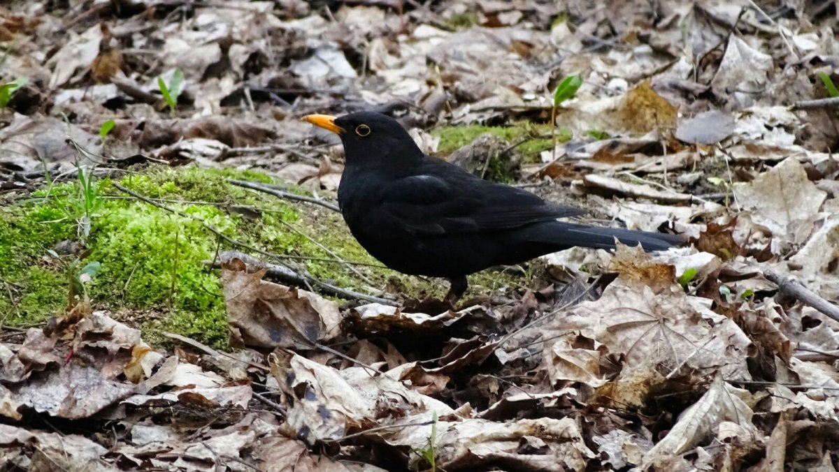 Черные Дрозды в Ленинградской области