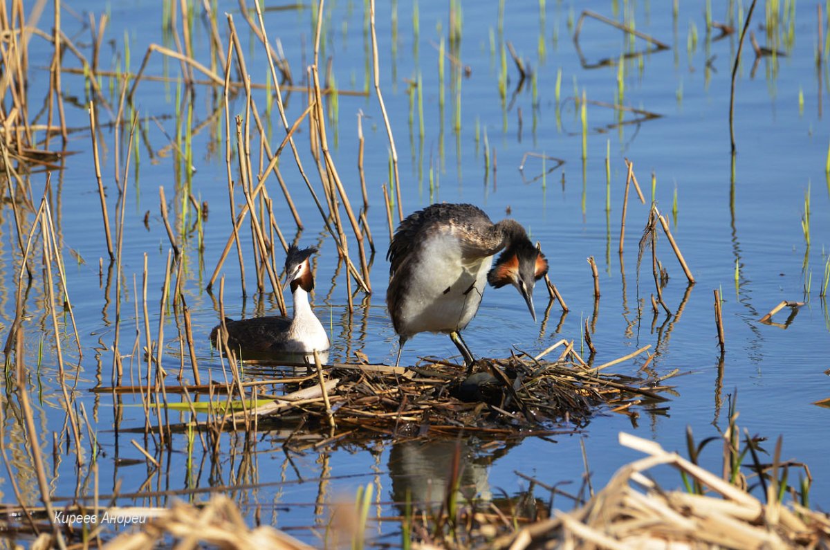 Чомга птица гнездо