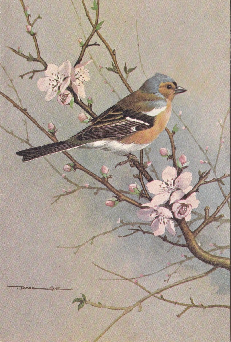 Зяблик картина художника