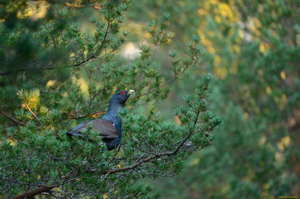 Глухарь птица лес