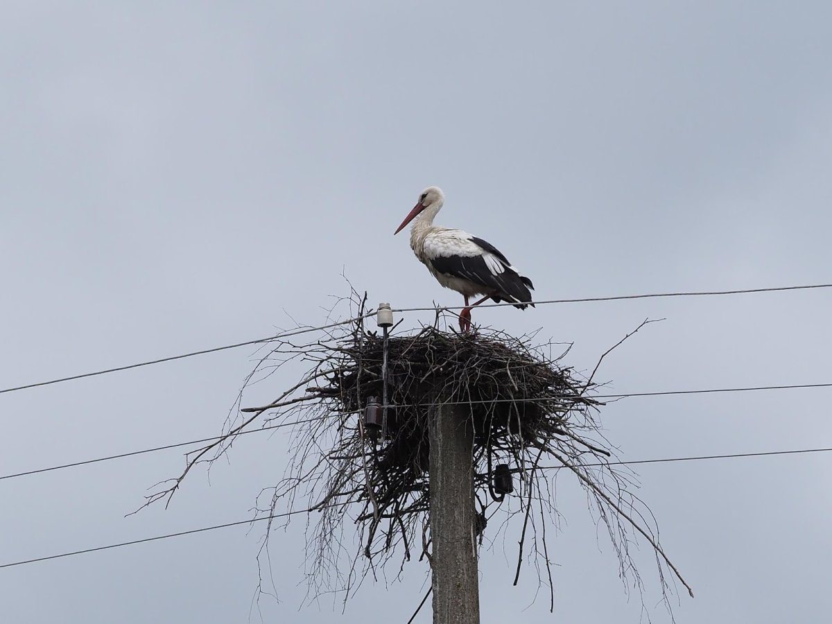 Птицы Смоленской области Аист