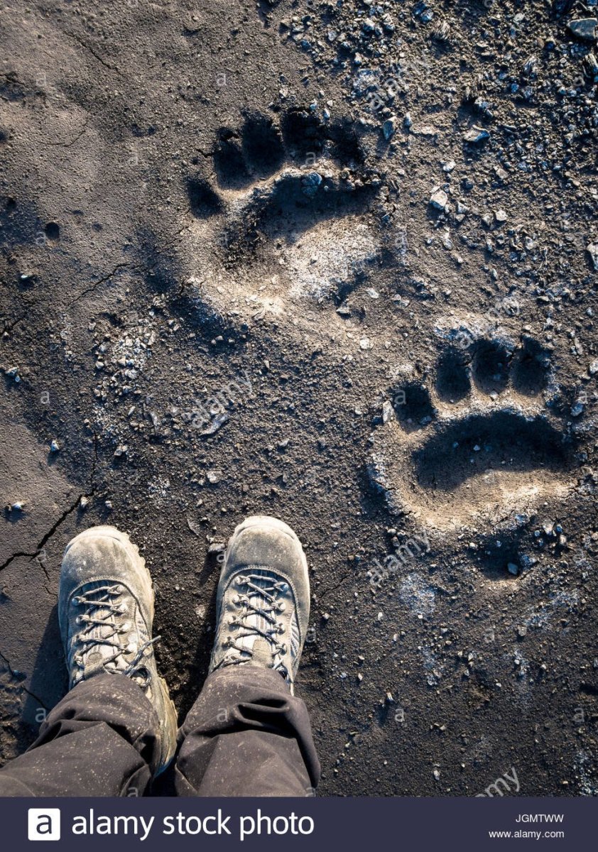 След медвежонка на земле