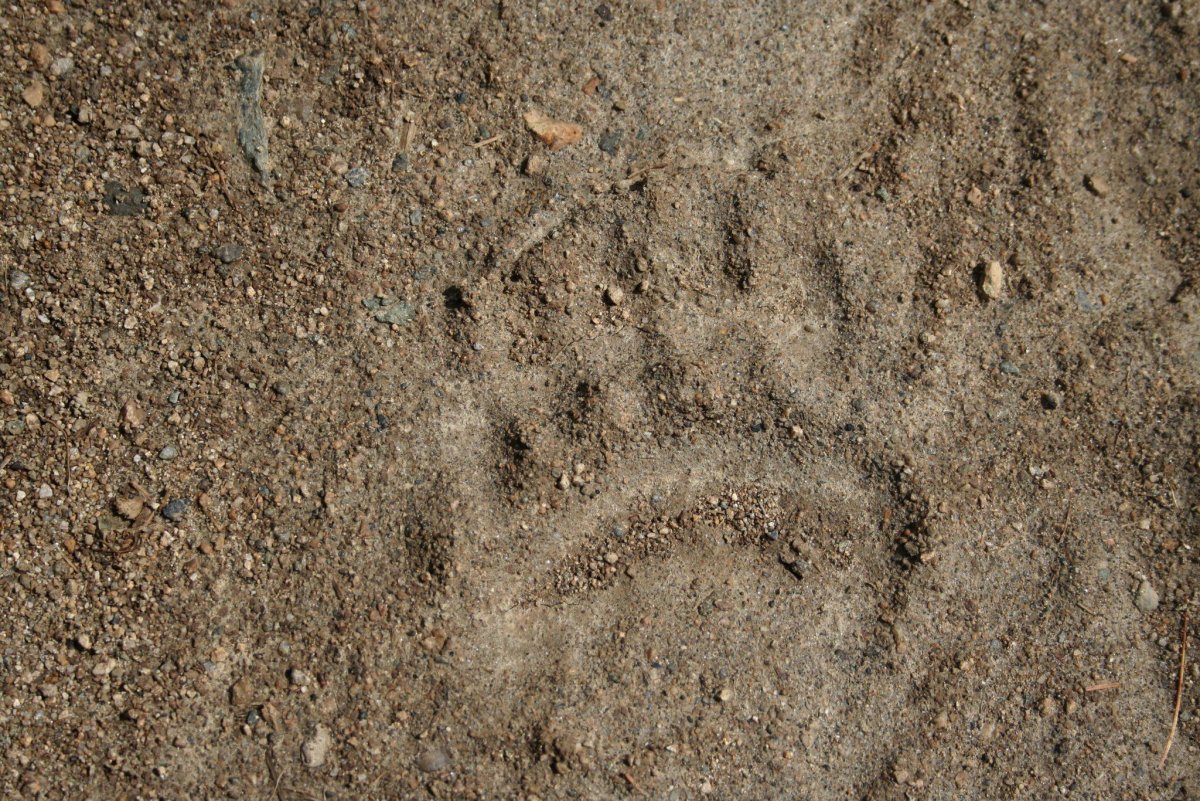 Следы медведя на земле