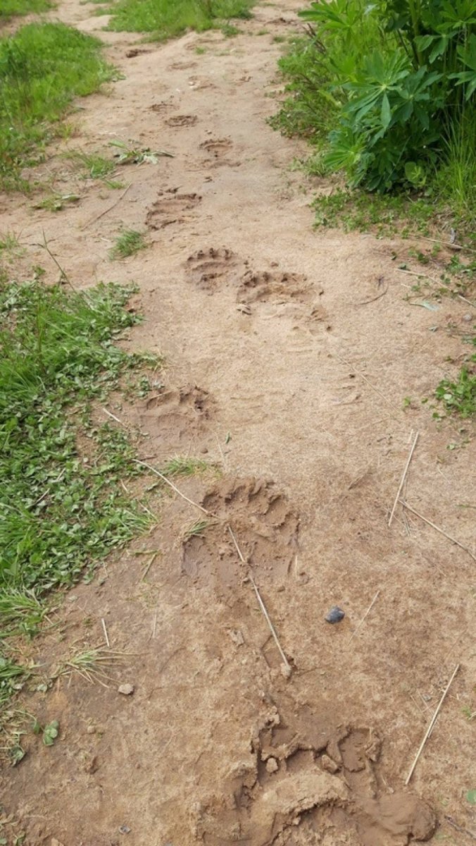 Медвежий след