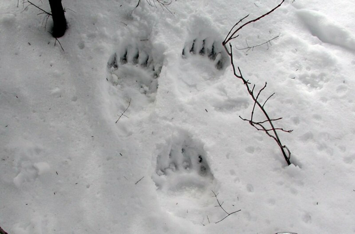Следы медвежонка на снегу