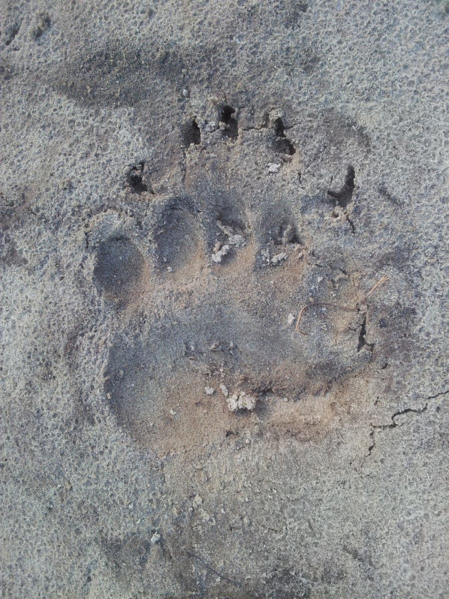 След лапы медведя