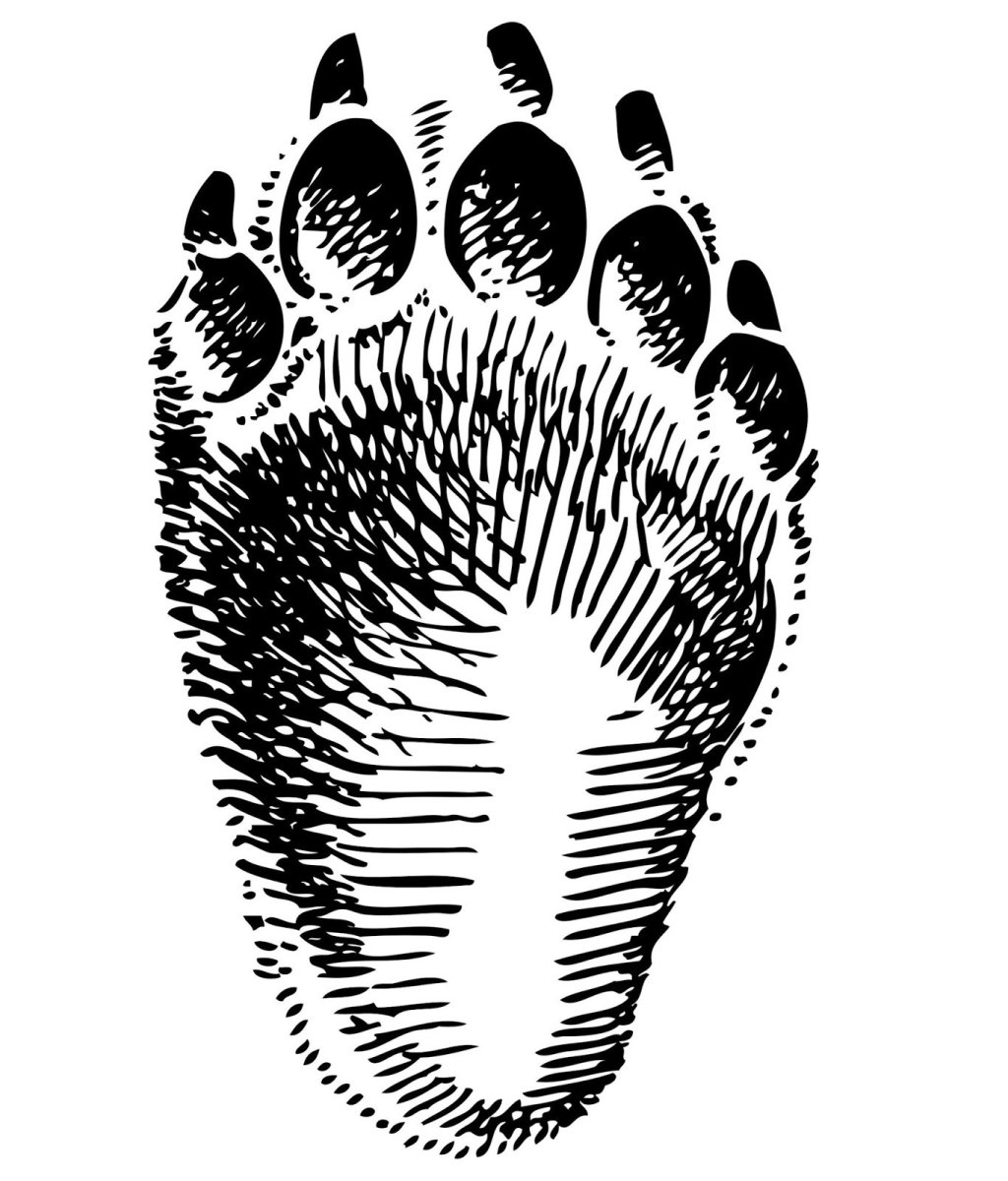 Отпечаток стопы медведя