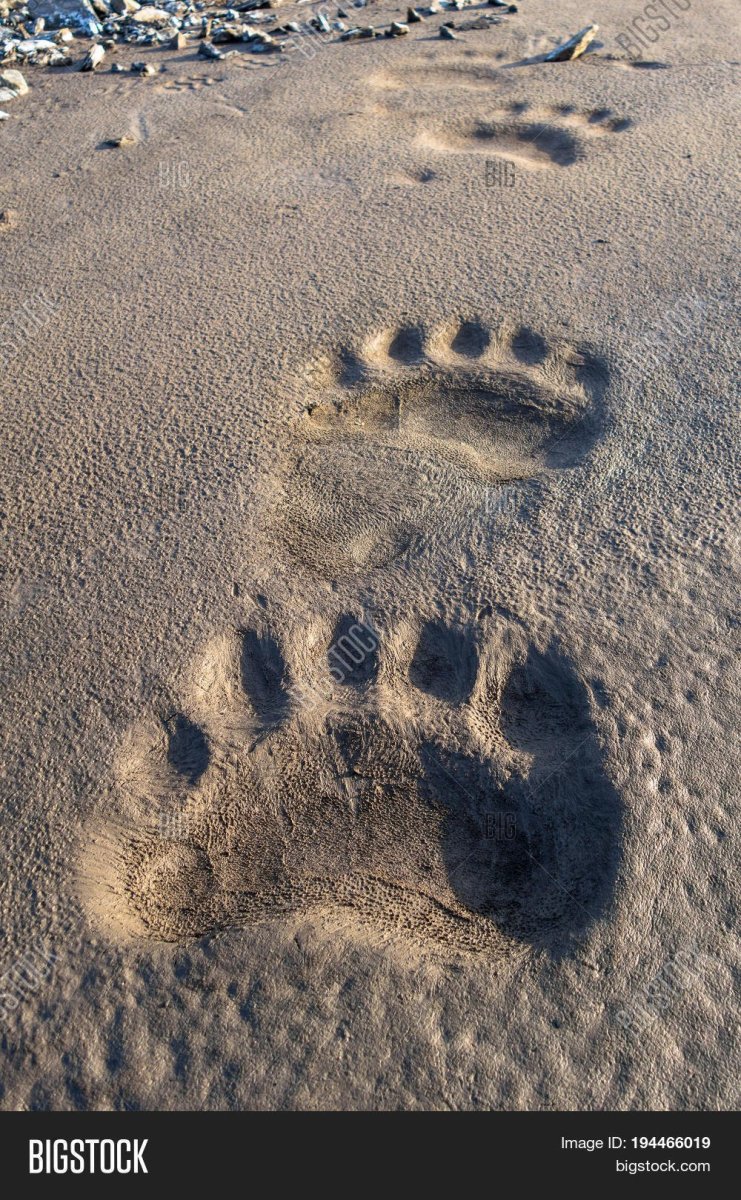 Медвежий след