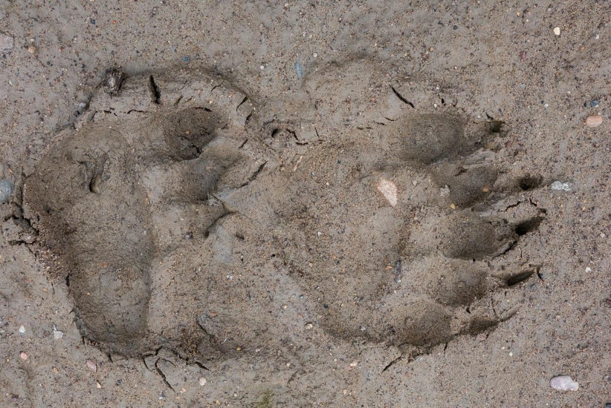 Следы медведя