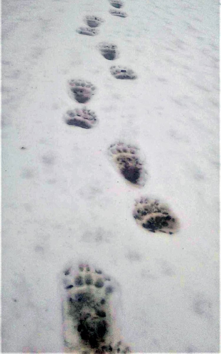 Медвежьи следы на снегу