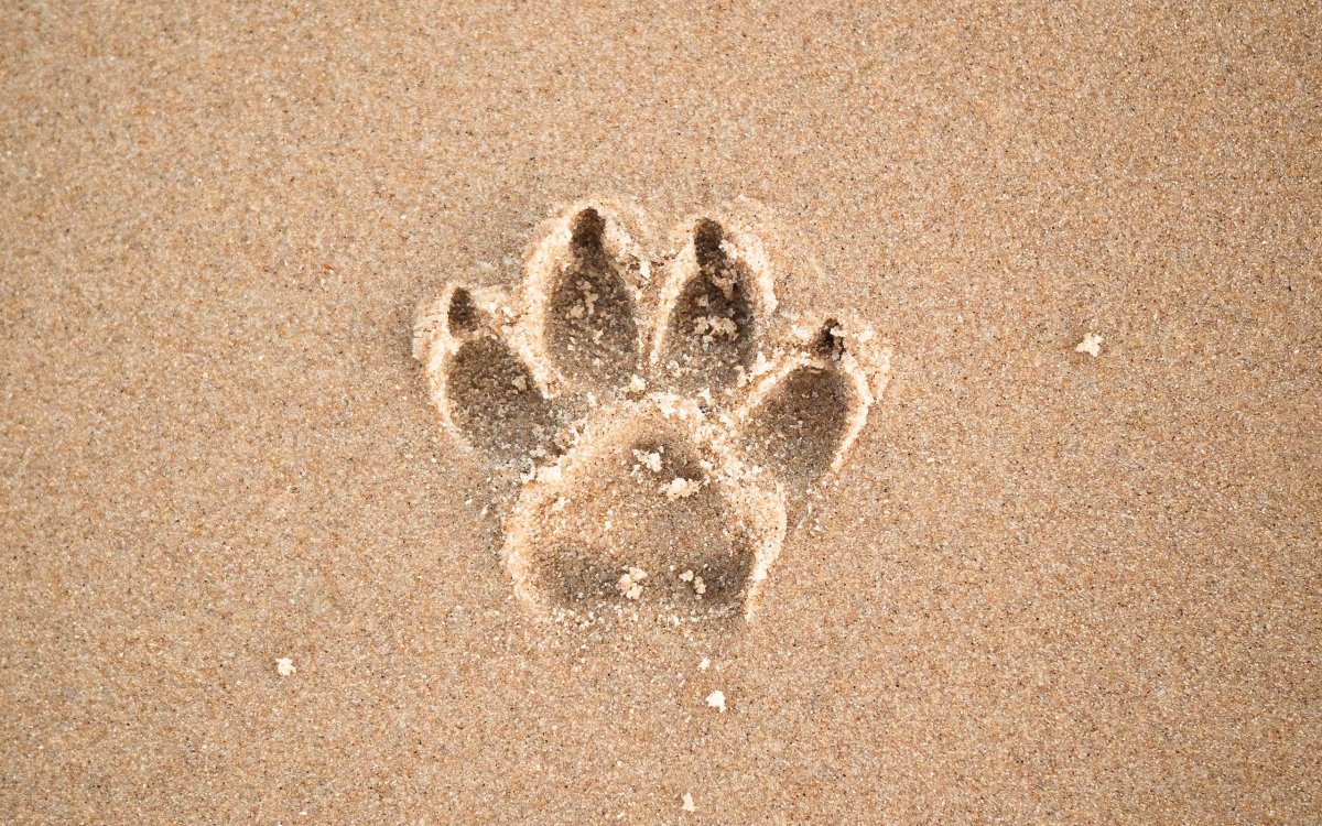 Следы собаки на песке