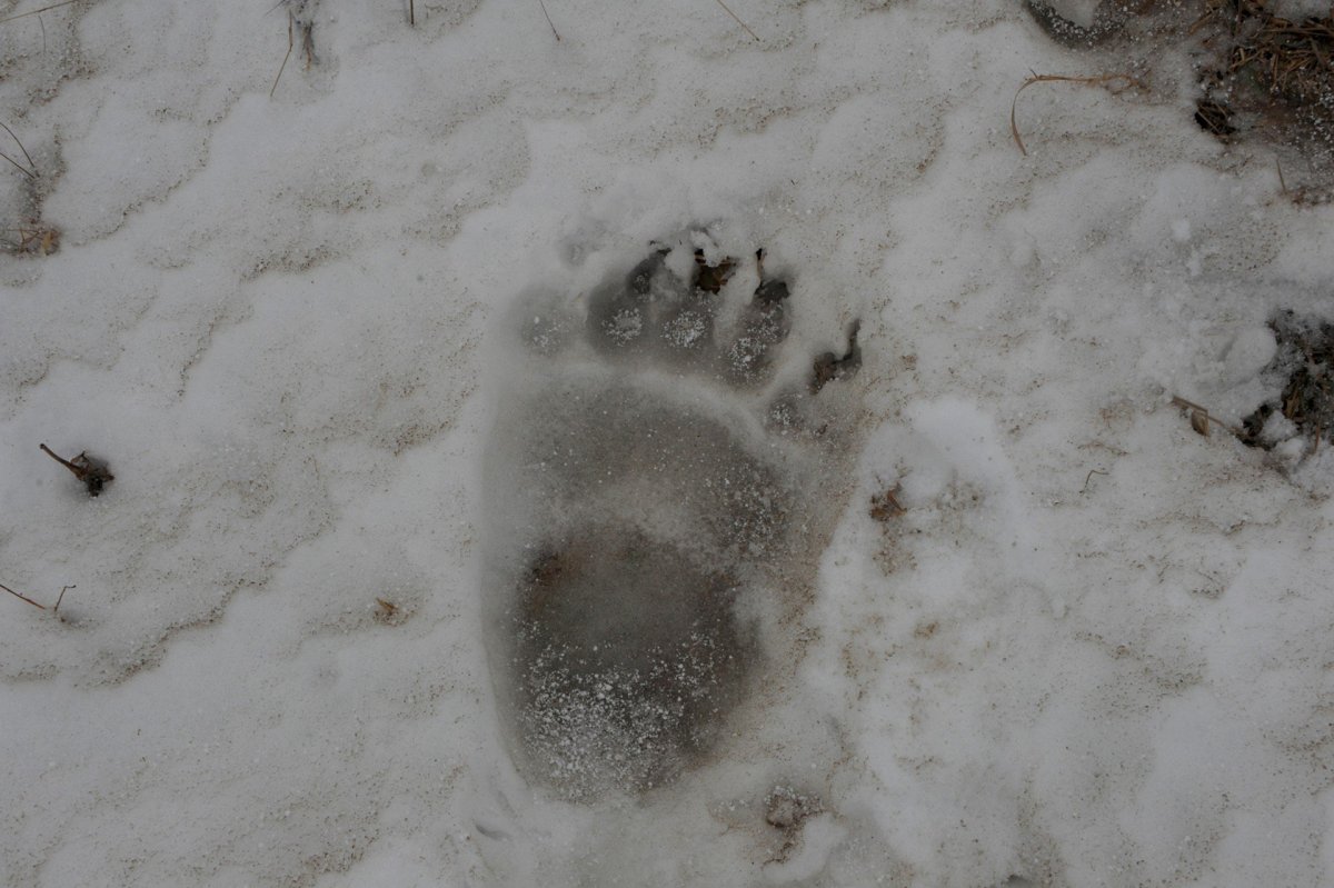 Медвежий след