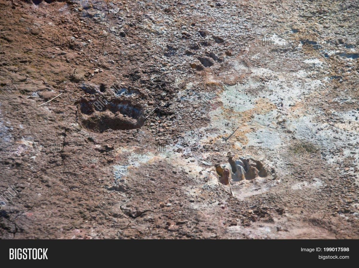 Следы медведя на земле в лесу