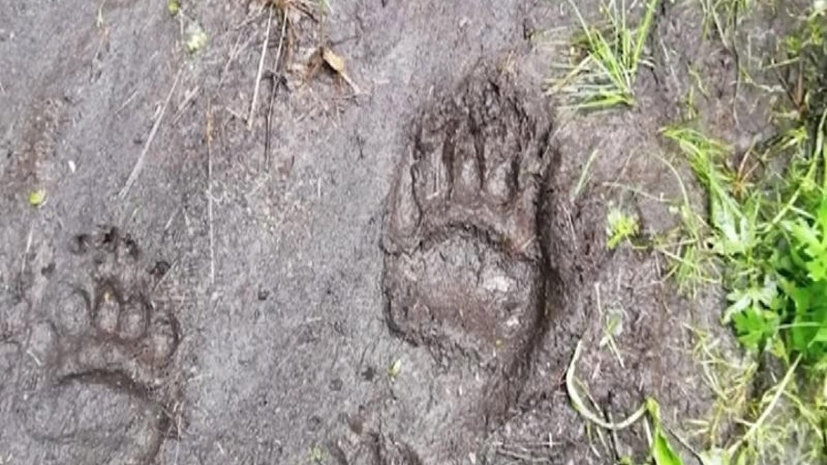 Мужик разглядывает Медвежий след