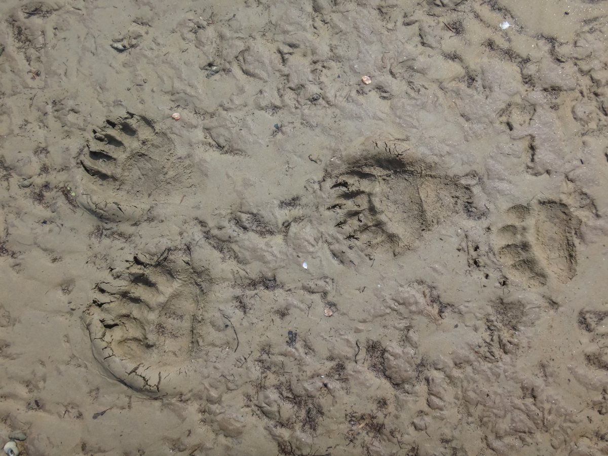 След Адмирала