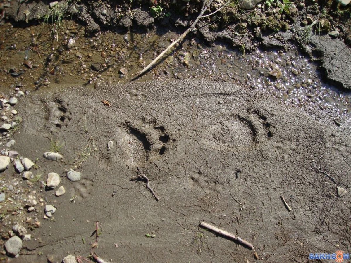 След медвежонка на земле