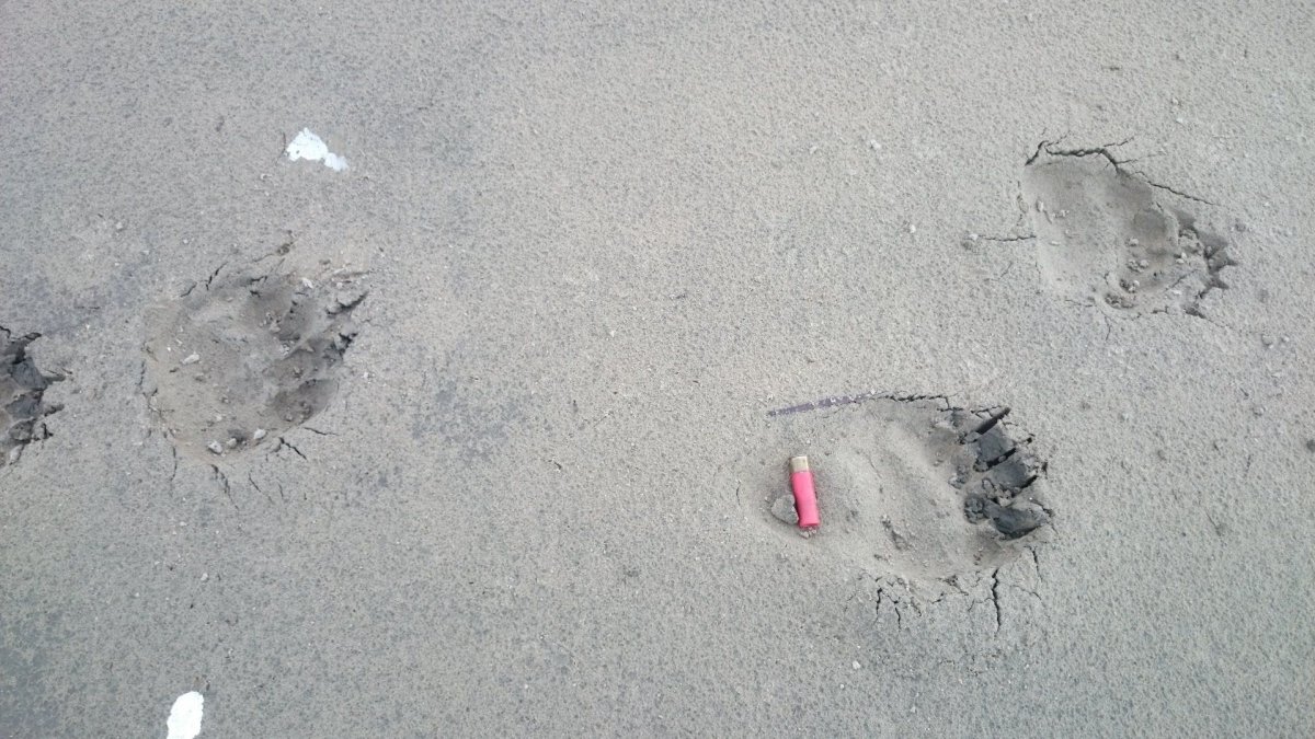 Следы медведя