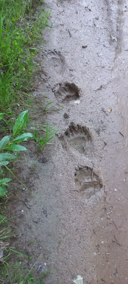 Следы медведя на песке