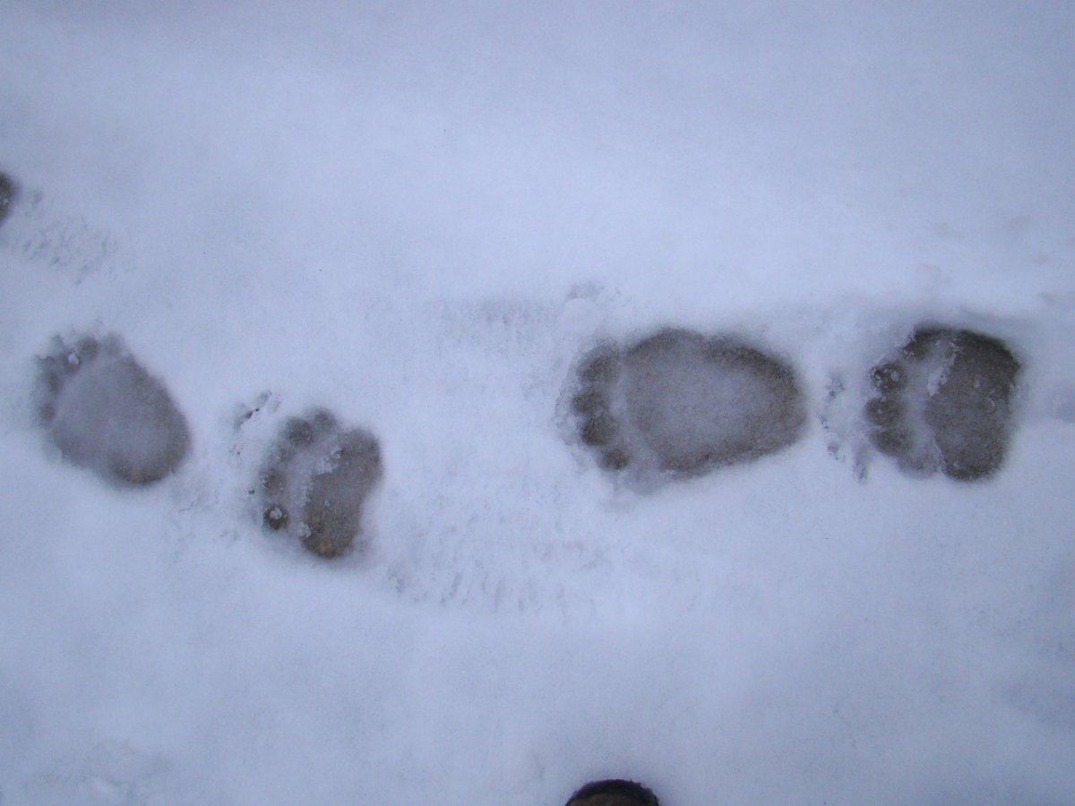 Никем не замеченные следы. Следы мишки на снегу. Следы медведя на снегу. След медвежонка. Медвежий след.