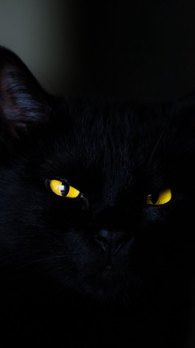 Чёрный котёнок с жёлтыми глазами