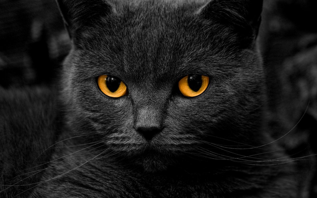 Серо черный кот