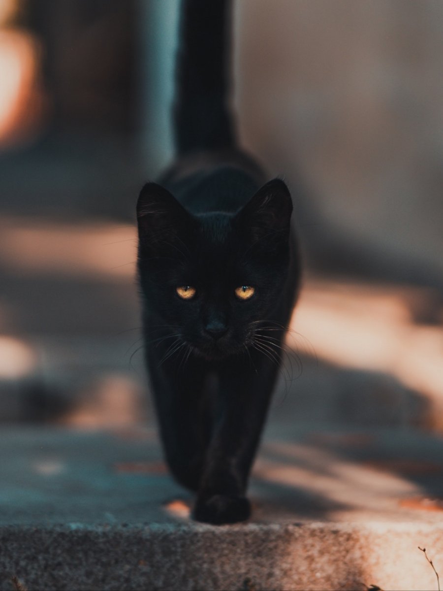 Черный кот у ног