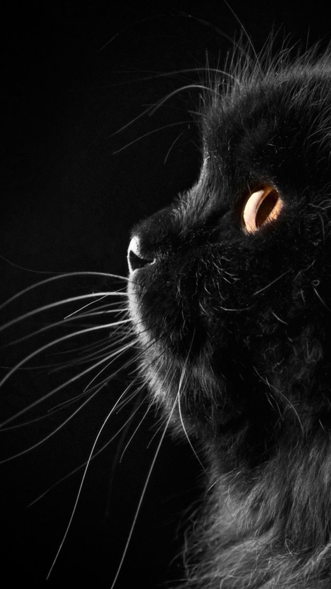 Черная кошка на черном фоне