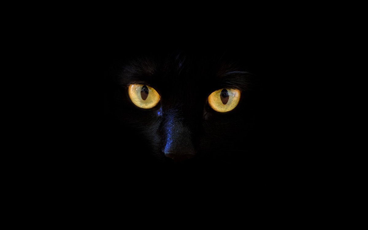 Кошачьи глаза в темноте