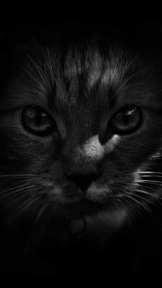 Обои на телефон с черными котиками