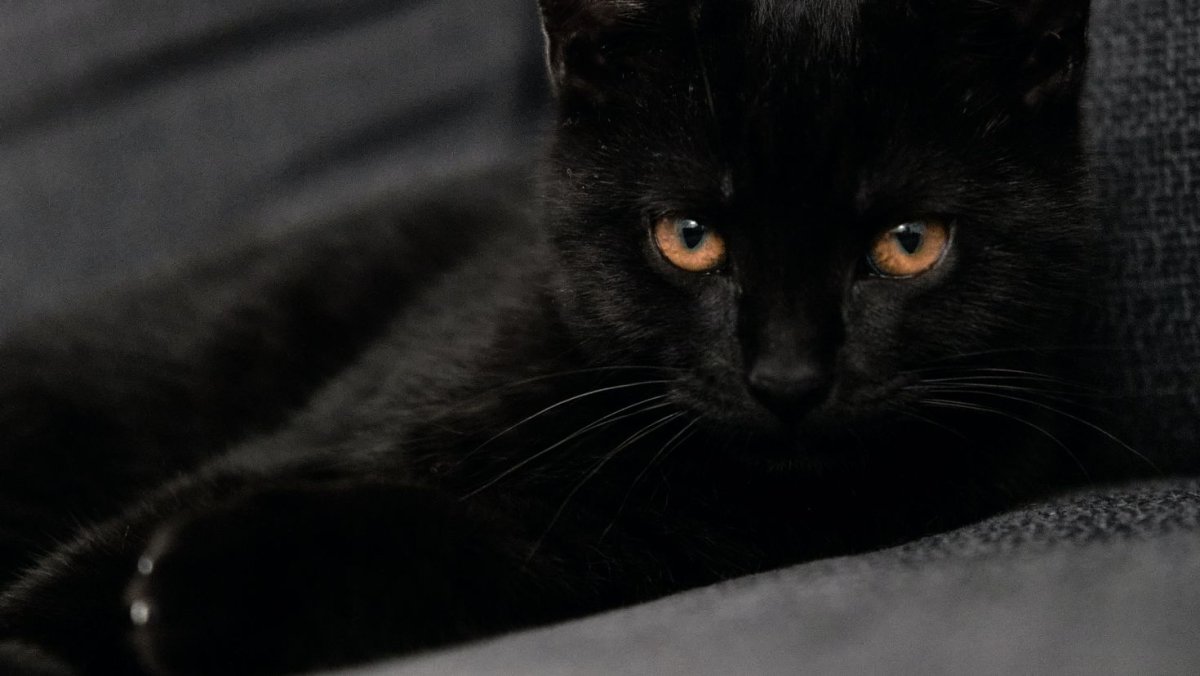 Черный кот взгляд