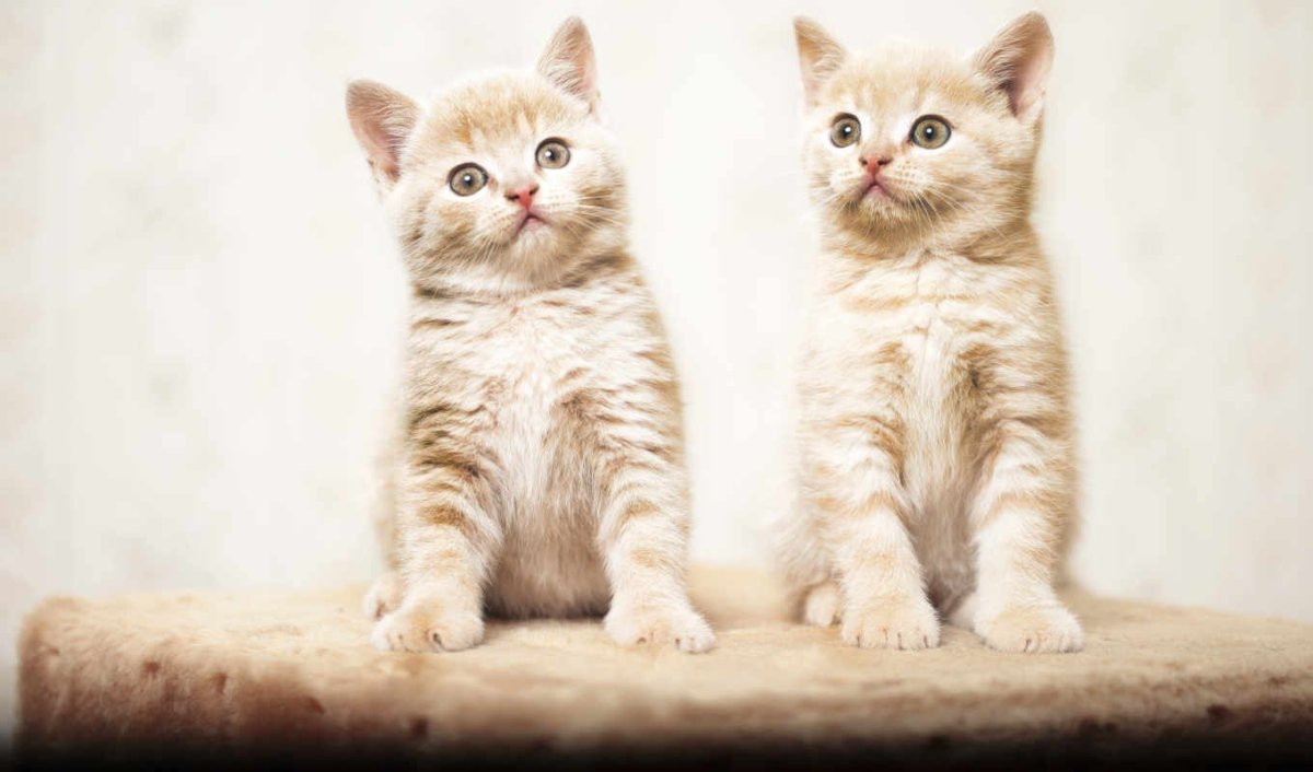 Фон для рабочего стола котята