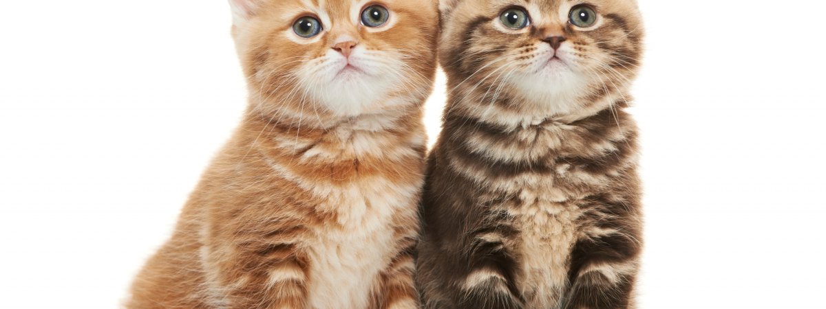 Парные обои с котятами живыми