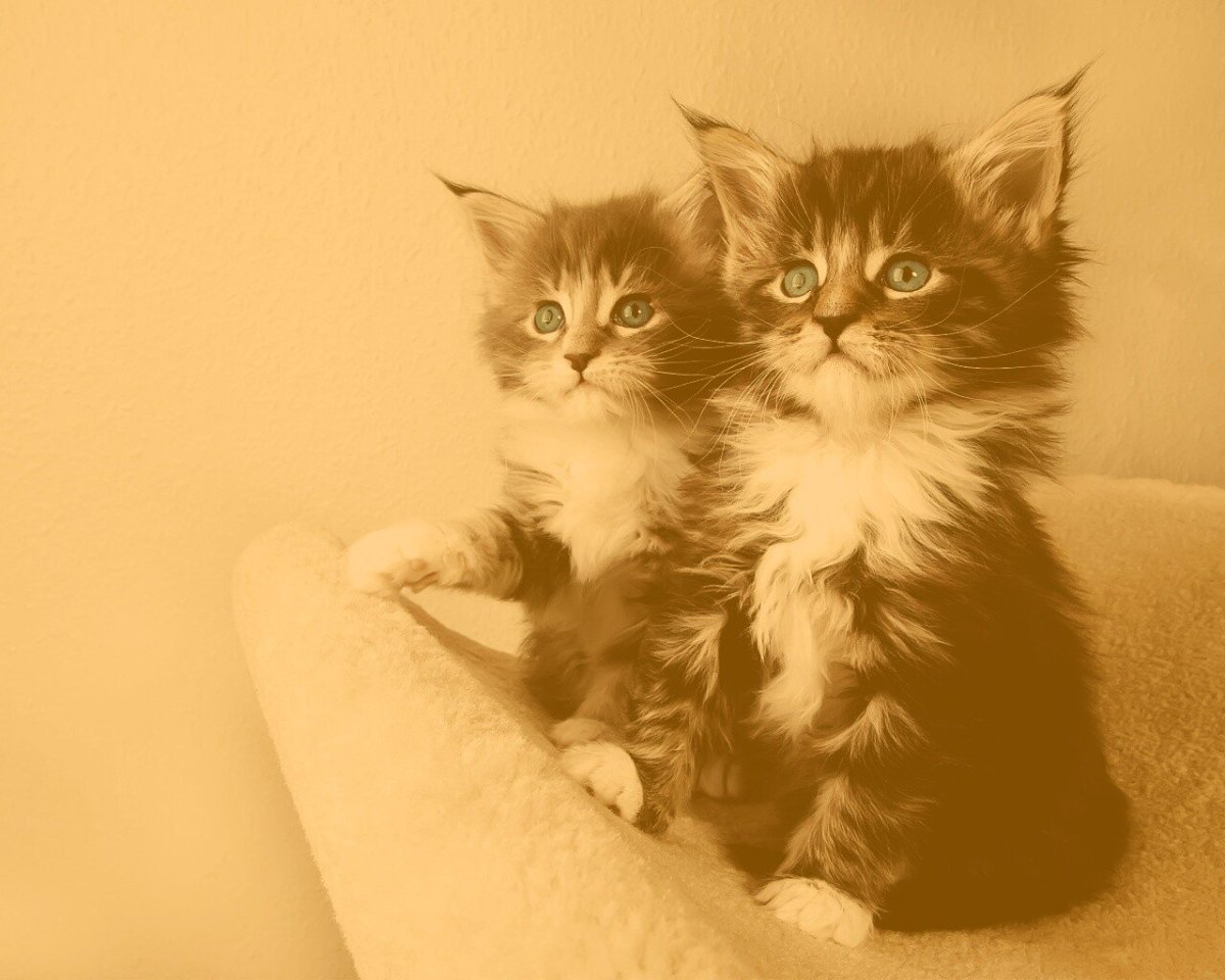 Парные обои с котиками