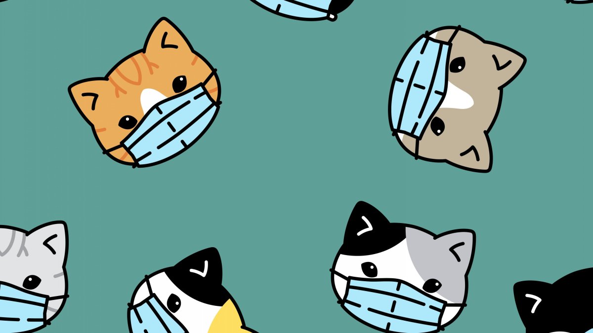 Обои на телефон котики